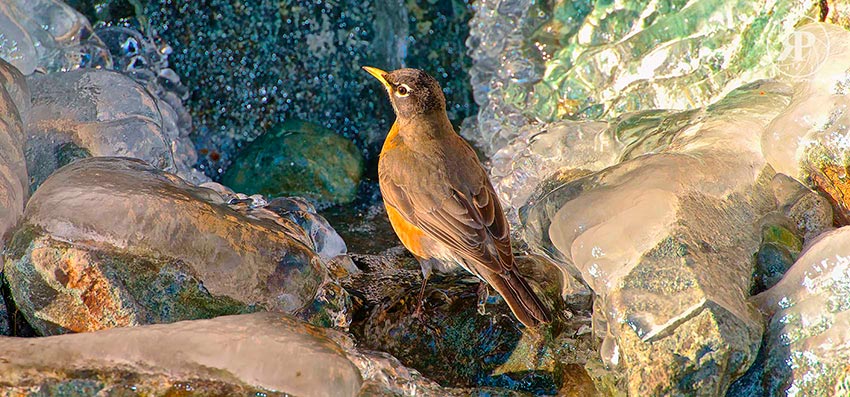 "Arctic" Robin