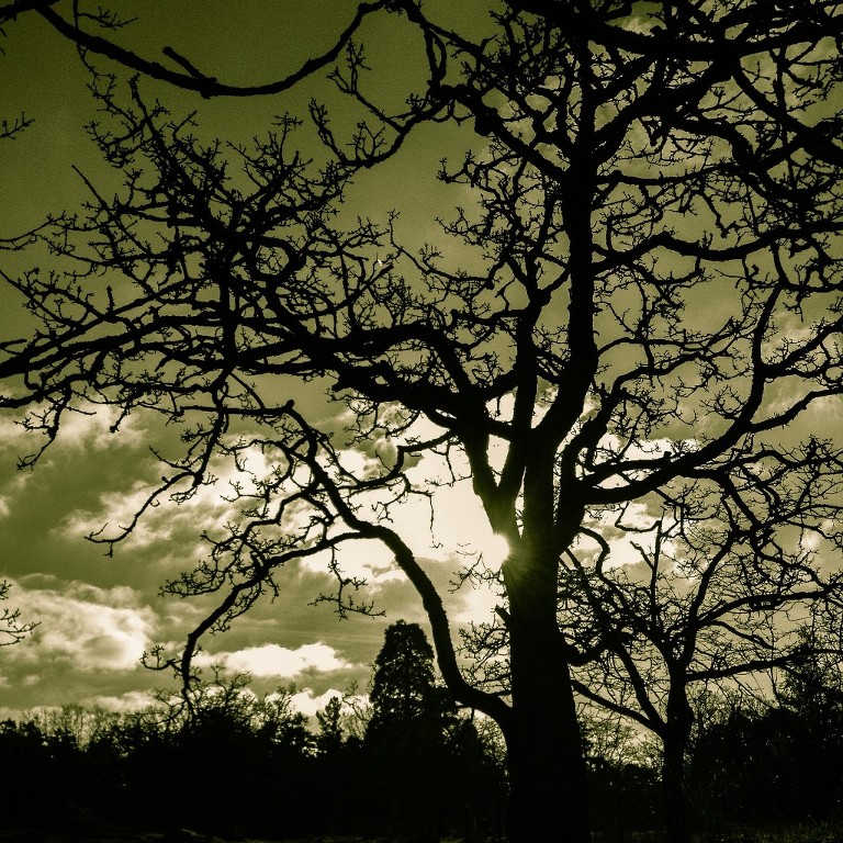 Winter Sun (Beacon Hill Park)