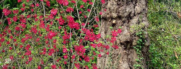 Flowering Currant