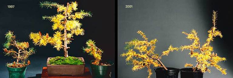Larch air-layers
