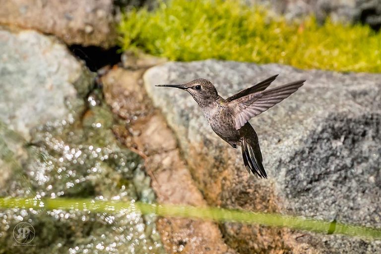 Anna's hummingbird