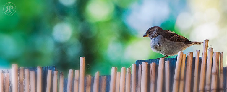 On the fence
