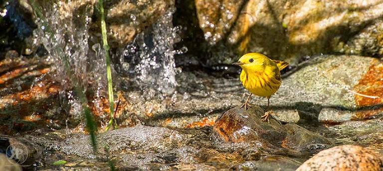 American yellow warbler