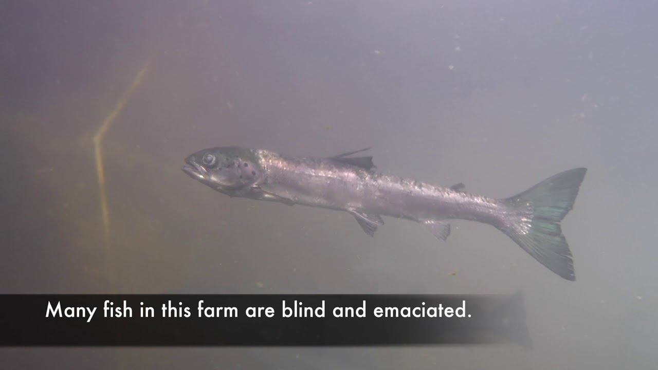 A look inside salmon farms A look inside salmon farms