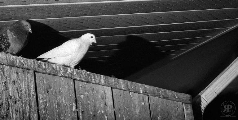 Pigeons at rest