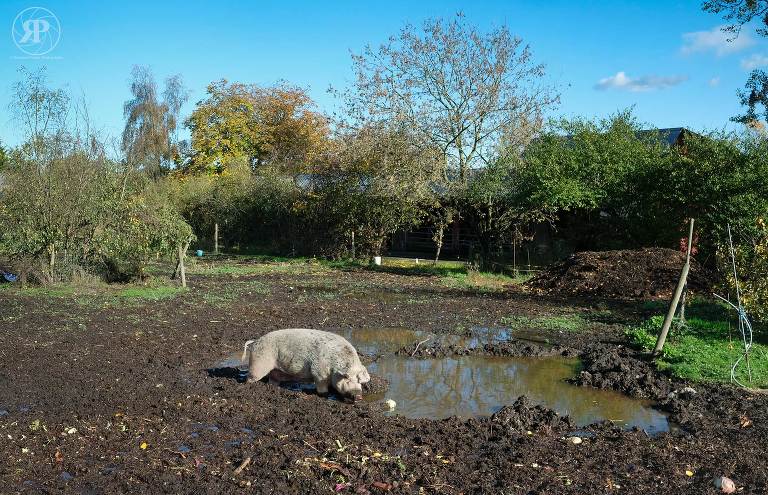 Pig in field