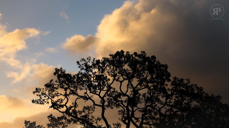 storm clouds and oak tree