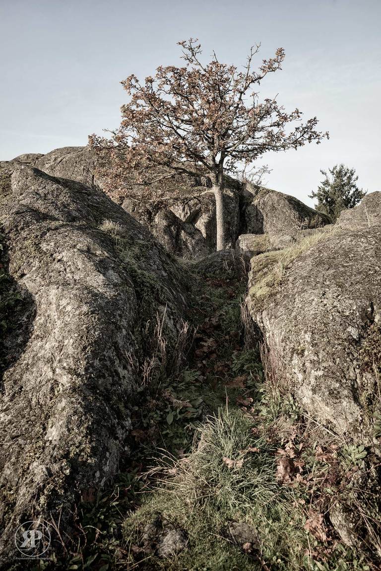 Garry oak