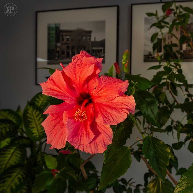 Hibiscus flower
