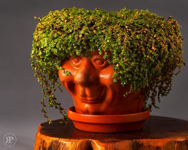 flower pot man
