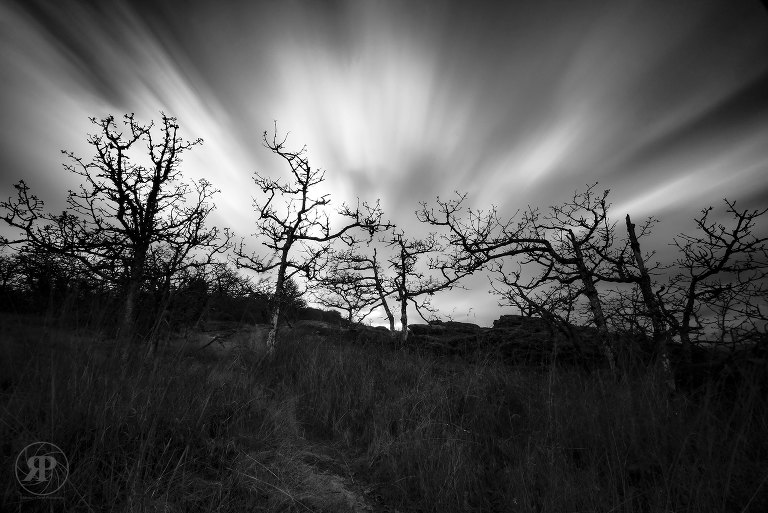 Oak trees at sunset