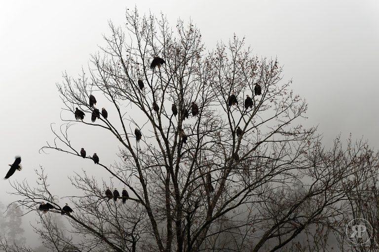 Bald eagles