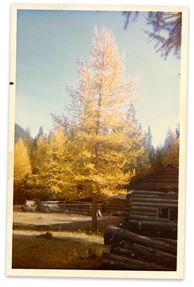 Alpine larch