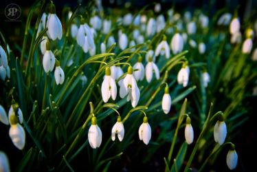 Snowdrops, 2011
