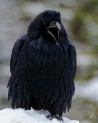 Rocky Mountain Raven