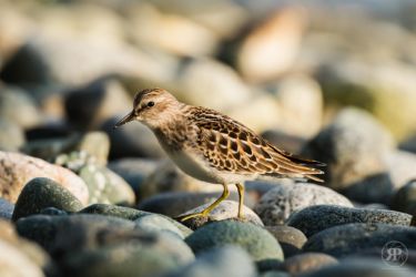 Sanderling