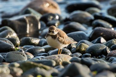 Semipalmated Plover
