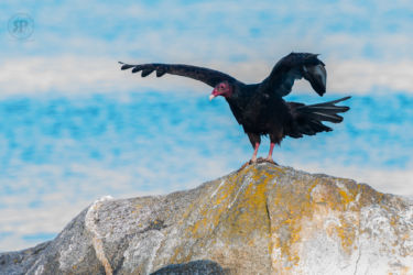 Turkey Vulture